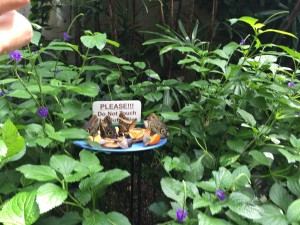 Butterflies eating orange