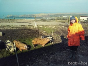 Aran en una granja en Pembroke (Gales)