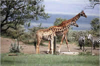 Foto :pasaporte3.com: Tanzania