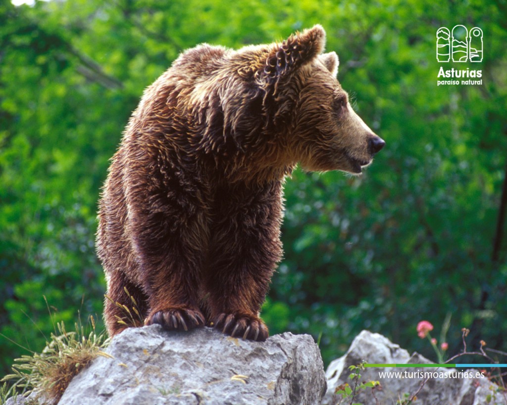 Oso Asturias