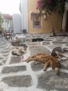 Gatitos tumbados en la calle en Parikia