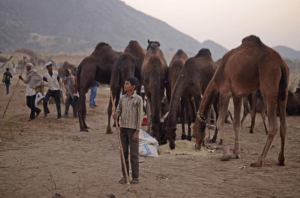 Feria camello. https://news.vice.com