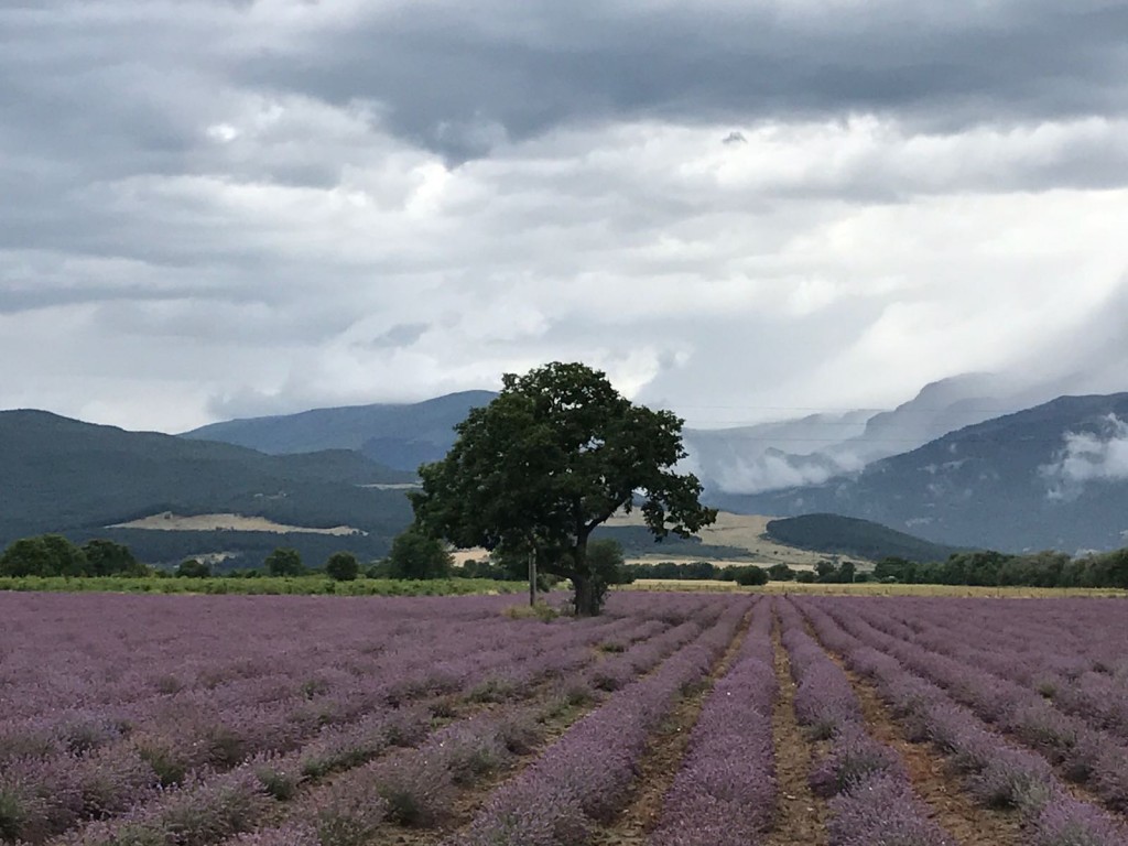 Campo de Lavandas en la zona de Kanzalak