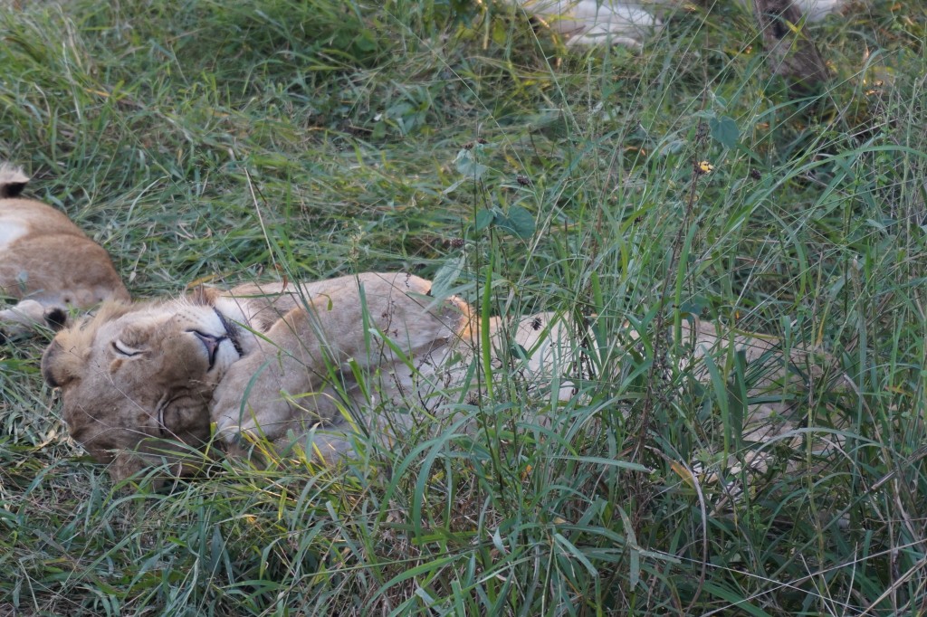 Mirar que carita de dormilón