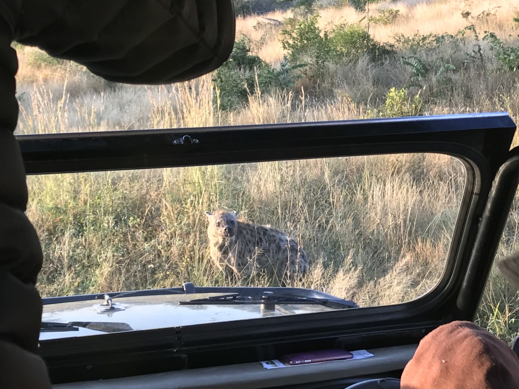 Hiena saliendo a saludar