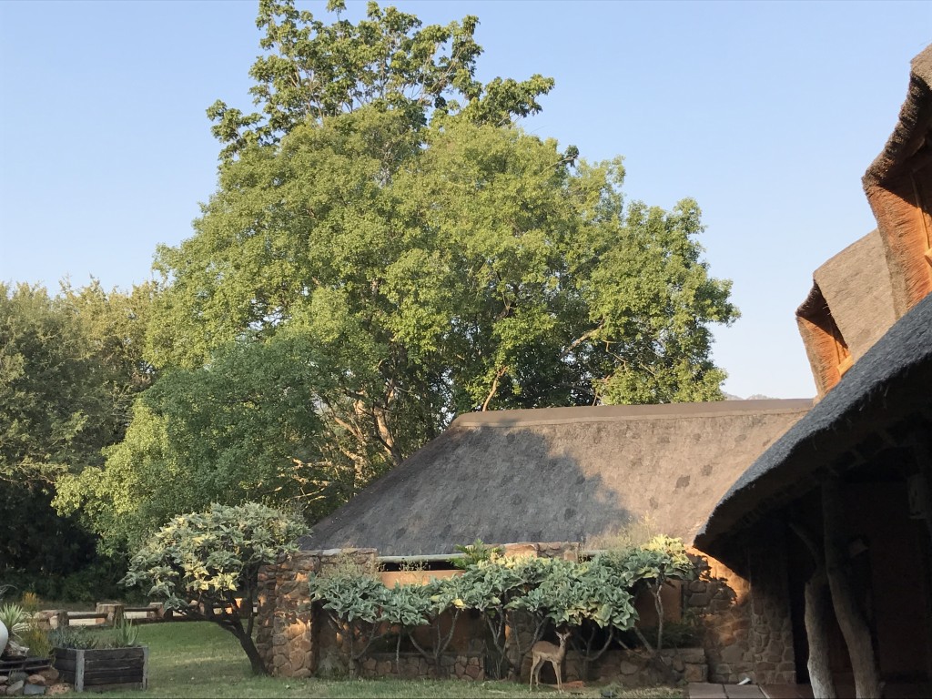 Impala merodeando por el Lodge