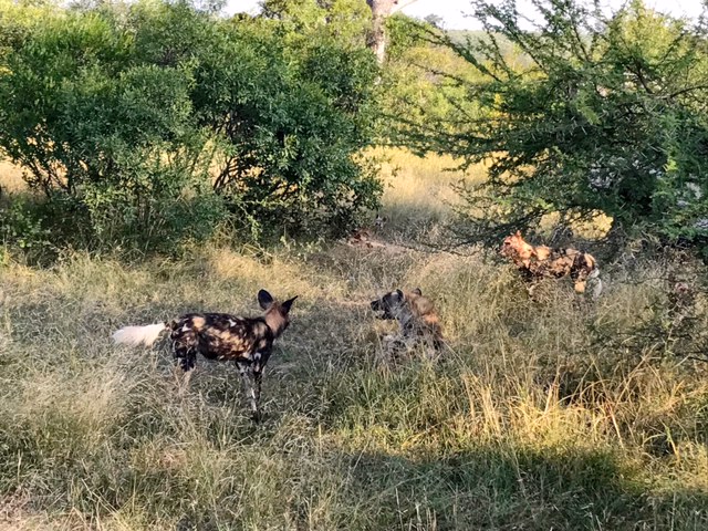 Perros Salvajes más de cerca