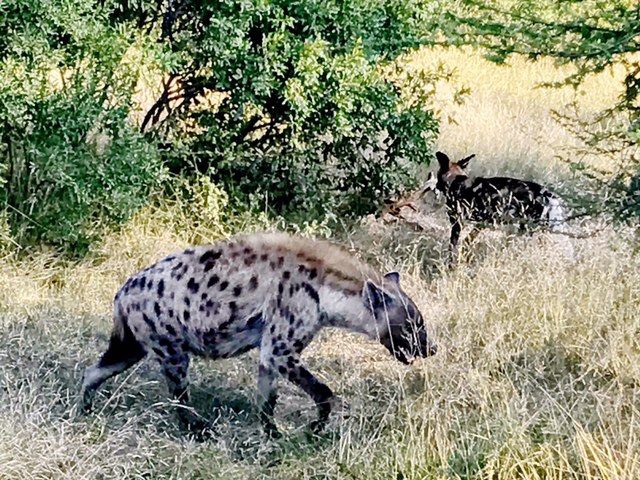 Hienas: son aprendices del Dioni