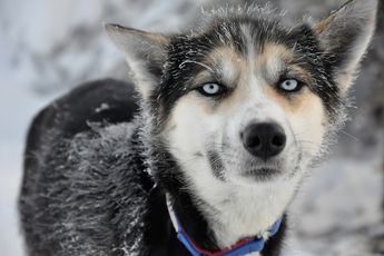 husky