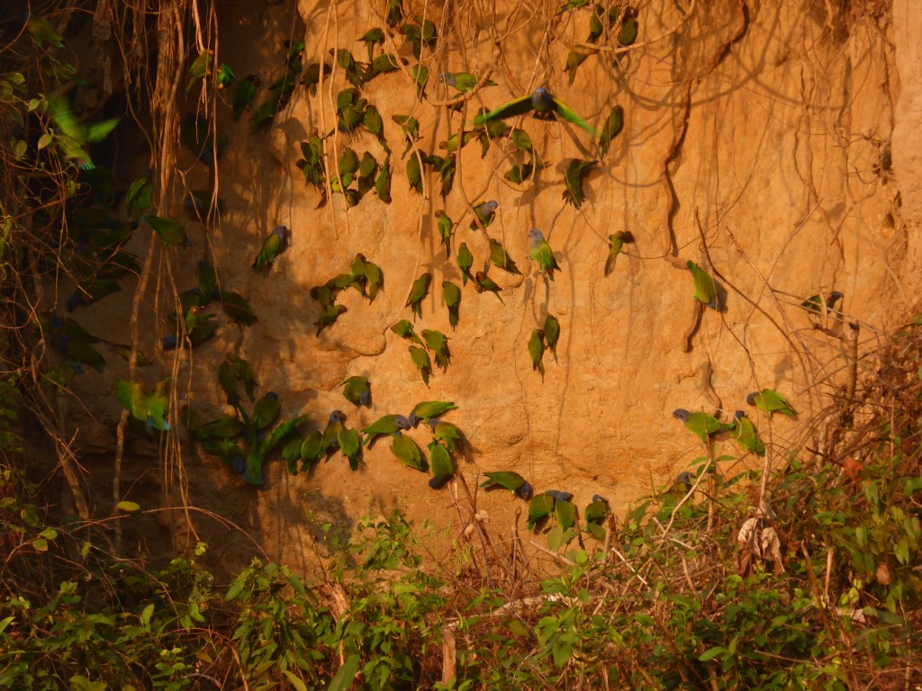 Cientos de agaponis comiendo arcilla, mientras el sol sale