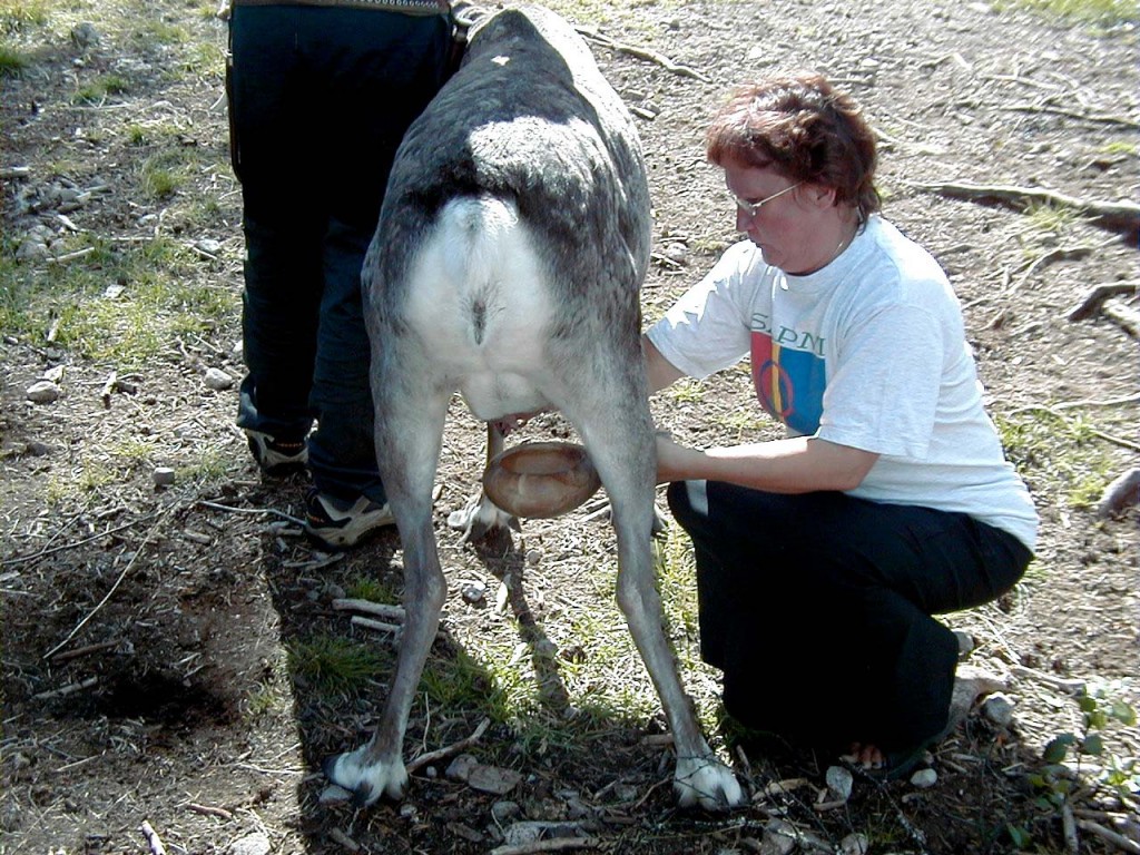 ren-mjölkning