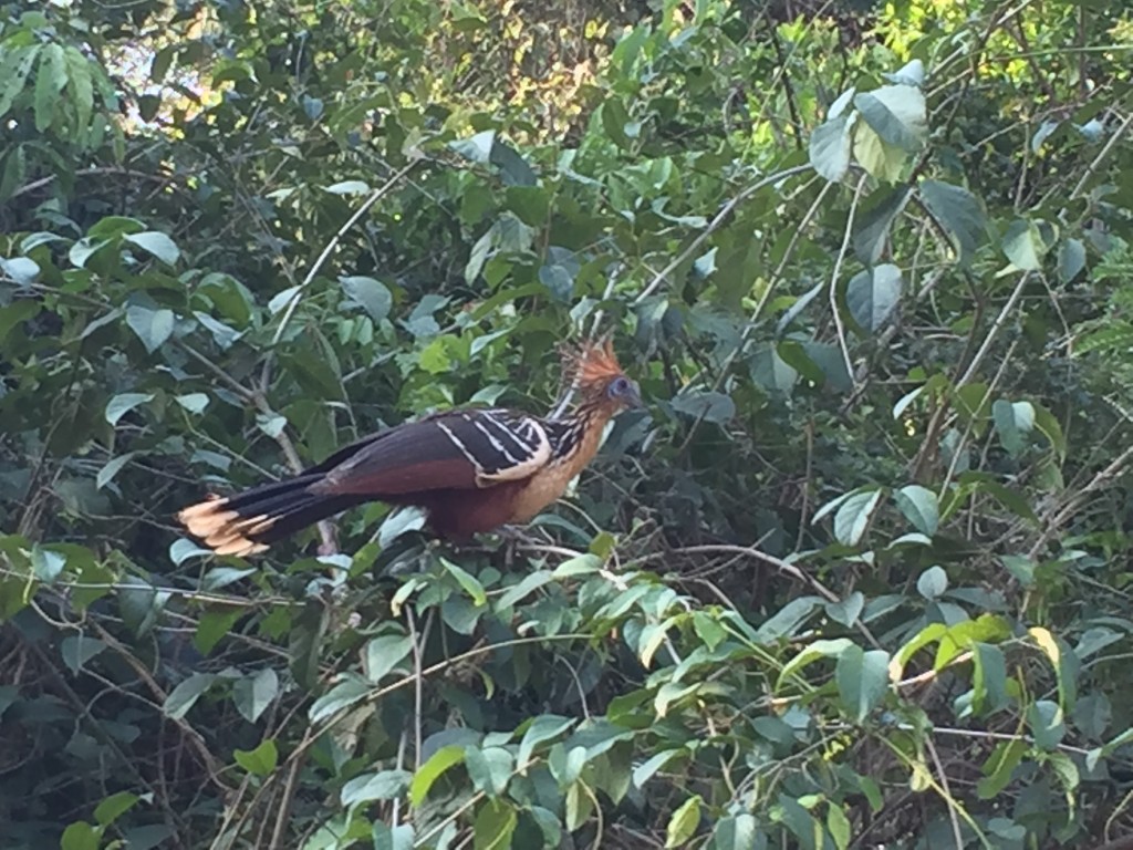 Esta es un ave prehistórica conocida con el nombre de Shansho o Hoatzin