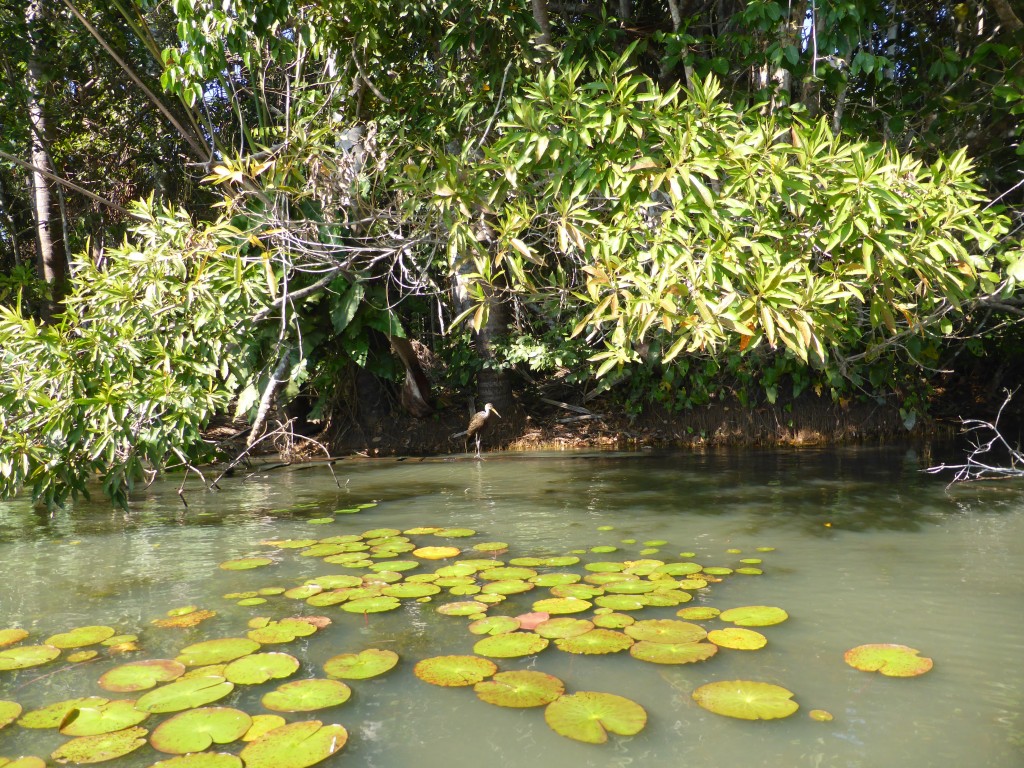 Aves en Lago Sandoval junto a los nenúfares