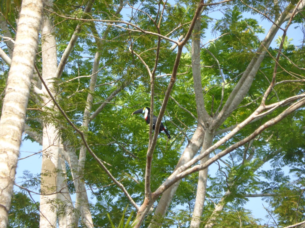 Foto del tucán... lo véis?