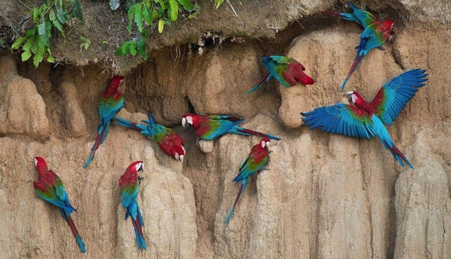 collpa-guacamayos-colorado