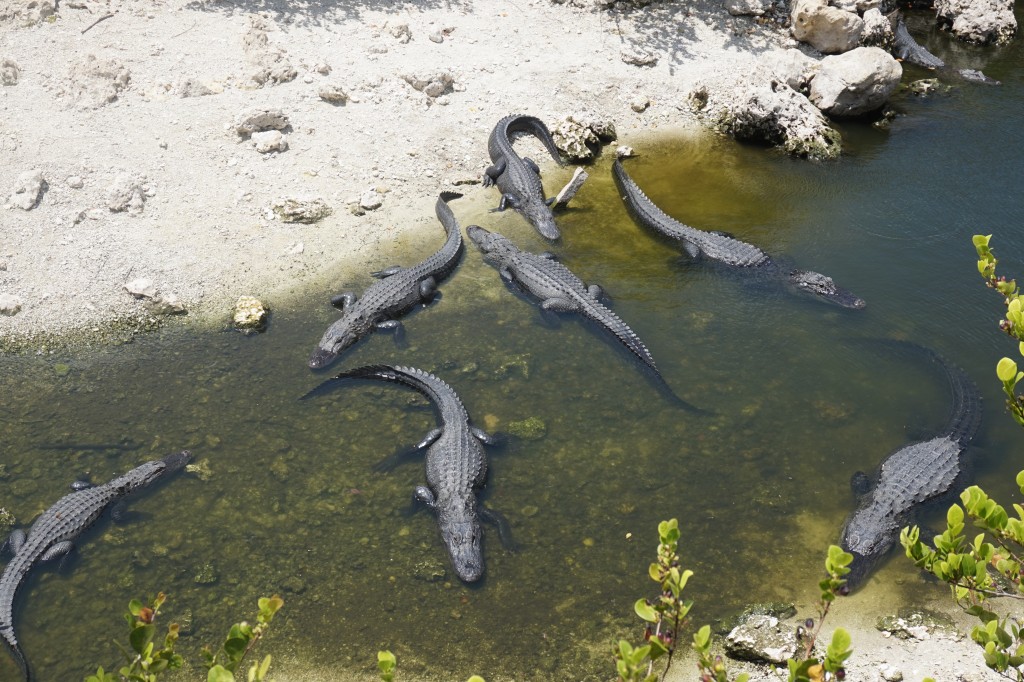 Así de campantes descansaban todos estos alligatora