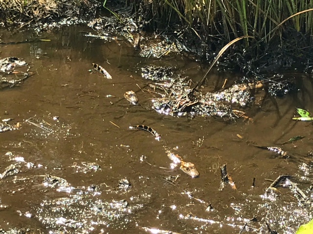 Alligators bebe....no hay que acercarse mucho por si aparece la madre