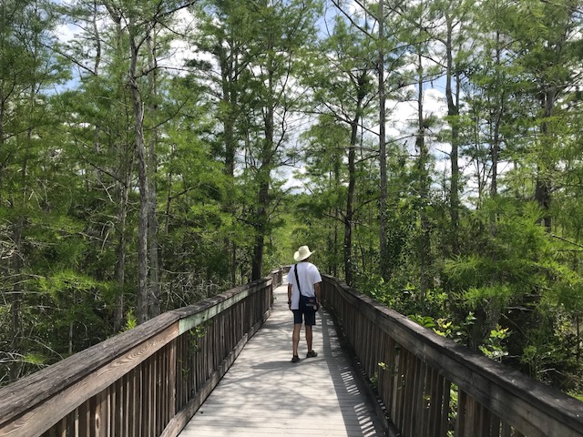 Miradores y caminos que nos llevan a imaginar las praderas de cipreses en Everglades