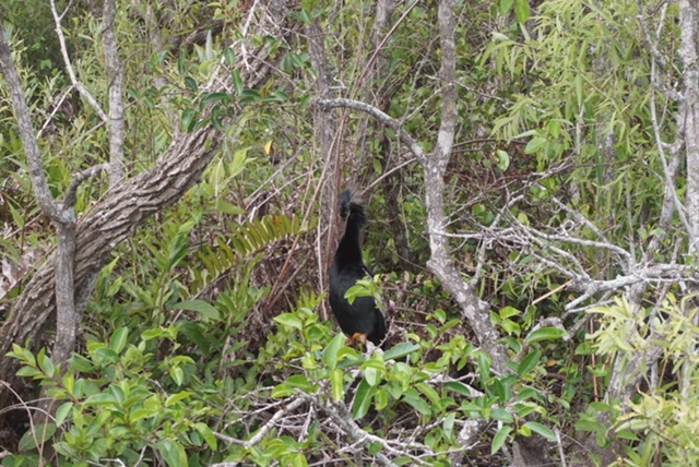 Pajarruco con cresta de Everglades: entre Faisan y David Bowie